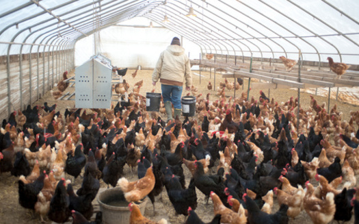 As a part of a new USDA rule, poultry companies are now required, when finalizing a new contract, to disclose to prospective growers the income range, broken down by quintiles, of current growers in a prospective grower's region. (Tony Campbell/Adobe Stock)