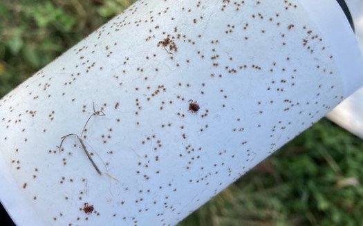 Over about 90 minutes, researchers collected almost 10,000 Asian longhorned ticks on a Monroe County farm in southeast Ohio. (The Ohio State University)