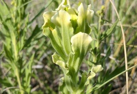 Historically the swale paintbrush grew in at least a dozen locations but has only been spotted in one since 1985. (courtesy MarkEgger/Flickr)