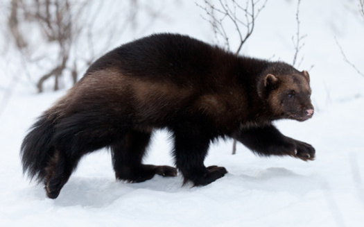 Wolverine need deep snow for their habitats, but experts say snow levels are dwindling due to climate change. (jamenpercy/Adobe Stock)