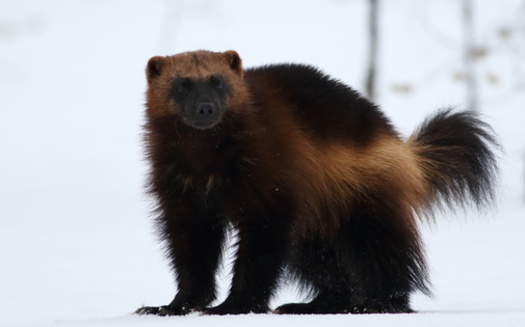 A decision on whether to provide Endangered Species protections to wolverine has wavered since the 1990s. (Karlos Lomsky/Adobe Stock)