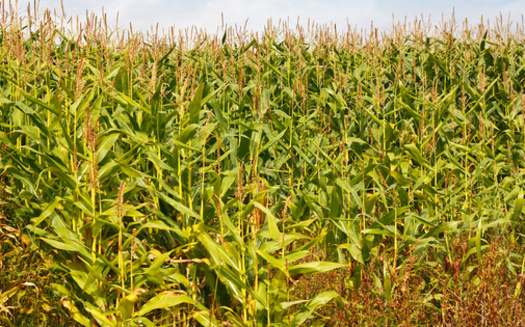 If the United States shifted 180,000 acres, or 0.2% of its corn acreage, of genetically modified corn to non-genetically modified, it would generate $7.75 million in additional revenue for U.S. farmers and successfully meet Mexico's shifting needs, according to Farm Action. (Adobe Stock)