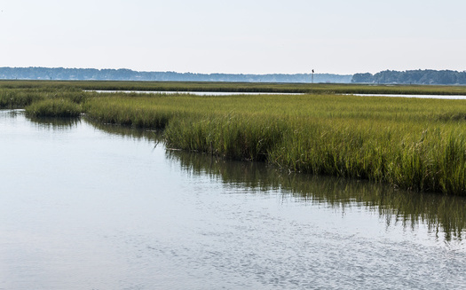 In the three decades between 1980 and 2010, Virginia's York River lost more than 20% of marsh area. By 2050, the region is projected to lose 40,000 acres to sea-level rise. (Adobe Stock)