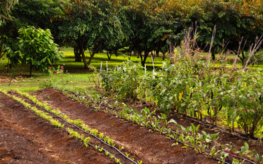 Rural advocates are pushing for more protection for independent producers in the next Farm Bill. (Adobe Stock)