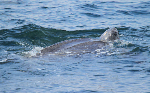 An endangered Pacific leatherback sea turtle swims off San Francisco, in September 2022. (Geoff Shester/Oceana)