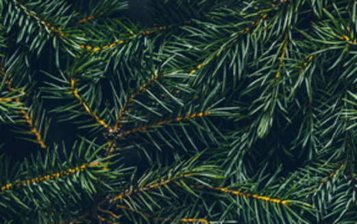 A study on earth.org reveals a 6 1/2-foot artificial Christmas tree would have to be used for at least 12 years for it to be more ecofriendly than a real Christmas tree. (Adobe Stock)