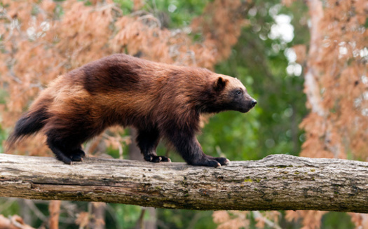 Wolverines are powerfully built and have short legs with wide feet for traveling across the snow. They are a vital part of ecosystems in northern climes, according to Defenders of Wildlife. (Adobe Stock) 
