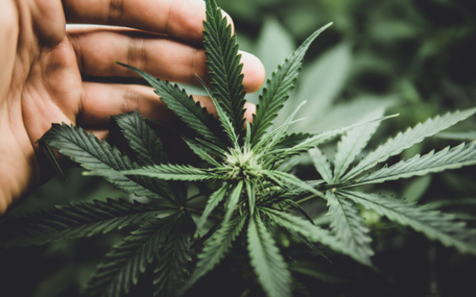 A 2023 poll by the Coalition for Cannabis Policy, Education and Regulation found 68% of Republican voters likely to cast a ballot in a 2024 Republican presidential primary support ending the federal prohibition on cannabis. (Adobe Stock)<br />