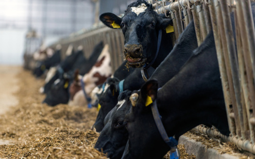 Family farm advocates say not only are they worried about so-called factory farms getting federal conservation funds, they also contend there's little oversight of the money that is awarded to them. (Adobe Stock)