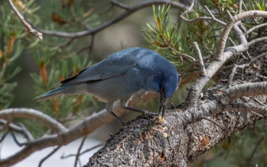 The piñon jay follows the bounty of nuts from the piñon pine, which only produce riches of nuts every seven to 10 years. (Hulshofpictures/Adobe Stock)