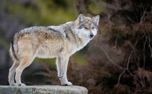 Mexican, red and gray wolves were nearly hunted to extinction in the lower 48 states, but the gray wolf is making a limited comeback in the Great Lakes, northern Rockies, California and the Pacific Northwest. (gnagel/AdobeStock)