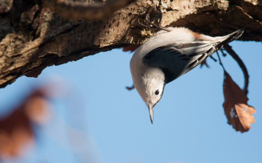 A white-breasted Nuthatch hangs upside in a photo taken during a Christmas Bird Count. Audubon reported more than 79,000 people participated in the count last year, the third-highest number ever.  (Kyle/Adobe Stock)