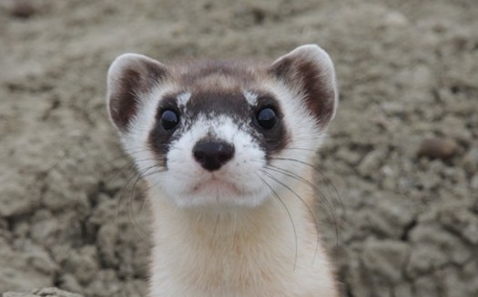 Wildlife advocates have been working to restore the black-footed ferret population on federal and tribal land in Montana since 1994. It was listed as endangered in 1967, six years before the passage of the Endangered Species Act, which turns 50 this week. (Kristy Bly/WWF)