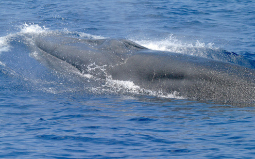 In 2021, scientists determined Rice's whale was a unique species, genetically and morphologically distinct from Bryde's whales. (NOAA Fisheries) 