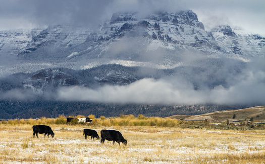 The Bureau of Land Management's Rock Springs plan leaves 99.8% of the area under consideration available for livestock grazing. (Adobe Stock)