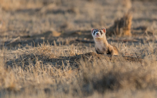 After nearly facing extinction, the U.S. Fish and Wildlife Service estimates about 750 black-footed ferrets now live in various locations. (Adobe Stock)
