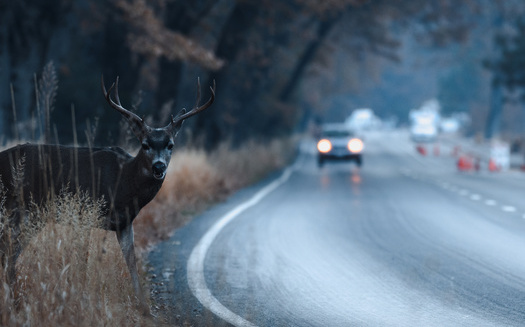 Between 2012 and 2021, the Insurance Institute for Highway Safety (IIHS) found almost 2,000 people nationally were killed in crashes involving deer, including 35 in Virginia. (Adobe Stock)
