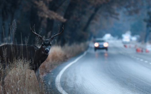 Entre 2012 y 2021, el Instituto de Seguros para la Seguridad en las Carreteras (IIHS, por sus siglas en ingls) descubri que casi 2,000 personas murieron a nivel nacional en accidentes con ciervos, 35 de ellas en Virginia. (Adobe Stock)