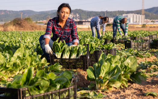 Latinos account for 47% of agricultural field workers and 46% of construction laborers in the U.S. and face extreme summer heat threats due to climate change. (JackF/Adobe Stock)