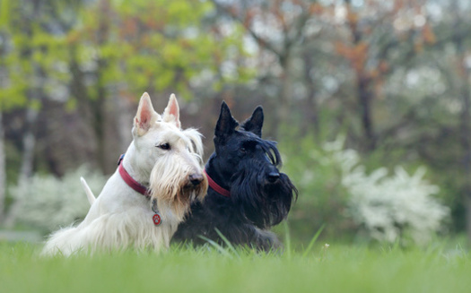According to Facts.net, Scottish Terriers live between 11 and 13 years on average. Former presidents  Franklin D. Roosevelt and George W. Bush had them as beloved pets. (Adobe Stock)