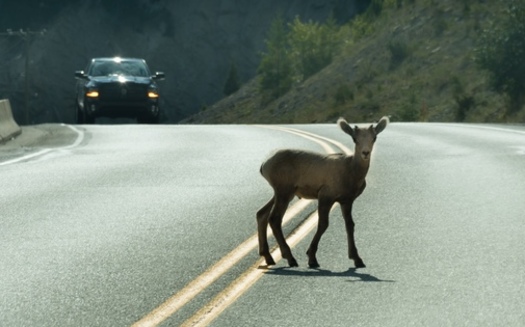 The Federal Highway Administration estimates there are 1 million to 2 million accidents involving vehicles and large animals every year in the United States. (Adobe Stock)