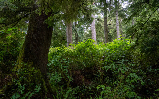 Climate stressors such as heat and drought are changing America's forests at a rapid rate. The National Wildlife Federation supports a policy proposed by the Biden administration to protect and nurture habitat in old-growth forests. (Adobe Stock)