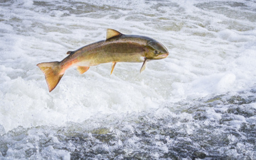 Critics of PacifiCorp say the company broke a 2004 promise to retrofit its hydroelectric dams to include fish passages. (Kevin/Adobe Stock)