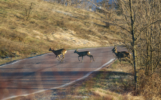 In December, Virginia was awarded $600,000 in federal funding to develop infrastructure to improve road safety with the hope of lowering wildlife-vehicle collisions. (Adobe Stock)