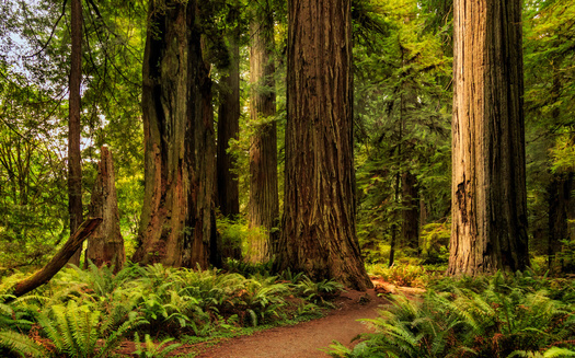 Old-growth forests, which provide crucial wildlife habitat, clean water and carbon sequestration, are under threat from the effects of climate change, magnifying drought, disease, insect damage and fire severity. (Adobe Stock)