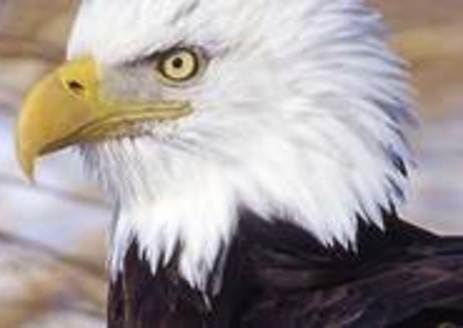 Bald eagles sit 3 to 3.5 feet tall and weigh eight to 15 pounds. Their eyes are five to six times more powerful than a human's. (Iowa Dept. of Natural Resources)