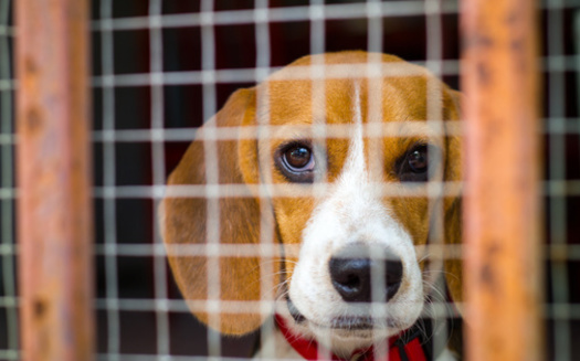 A similar bill failed to pass last year. Opponents of the revived legislation say it's a win for puppy mills and pet-store owners. (Adobe Stock)