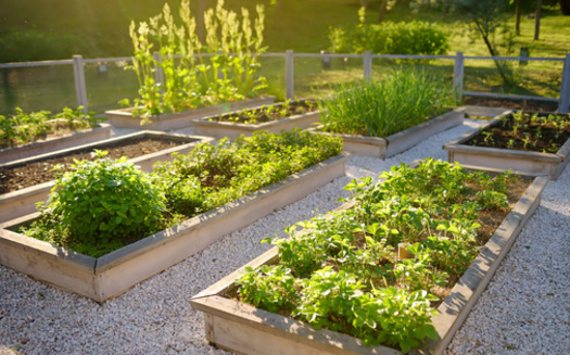 The AARP Community Challenge program has funded projects like community gardens. (Maria Sbytova/Adobe Stock)