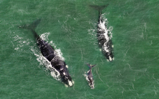 Vessel strikes can lead to slow or quick deaths for right whales. The North Atlantic right whale population has been put in grave danger from both, according to Defenders of Wildlife. (Adobe Stock) 