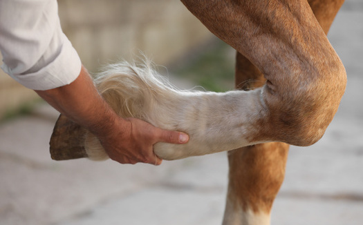 Horses, like people, typically only show signs of osteoarthritis at advanced stages, when they experience joint pain. (Adobe Stock)