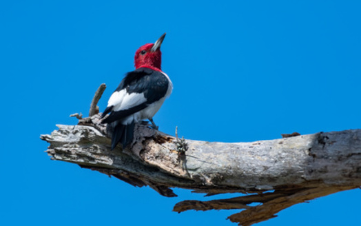 The population of New Mexico's red-headed woodpecker has declined more than 70% in the past 50 years.(RGLPhotography/AdobeStock)