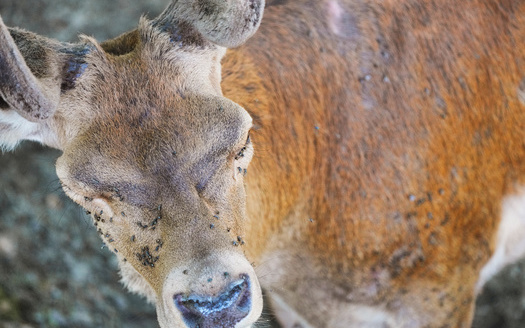 The Oklahoma Department of Wildlife Conservation has conducted chronic wasting disease monitoring on hunter-harvested deer and elk as well as road-killed deer since 1999. A measure pending in Congress would allow biologists to track and share information on lethal wildlife diseases more effectively. (Adobe Stock)