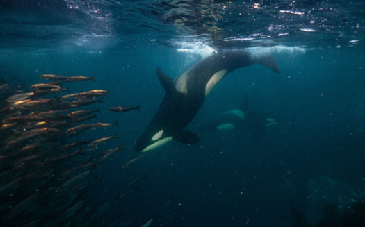 Salmon populations have dwindled in the Northwest, hurting the orcas that rely on them for food. (Stanislav/Adobe Stock)