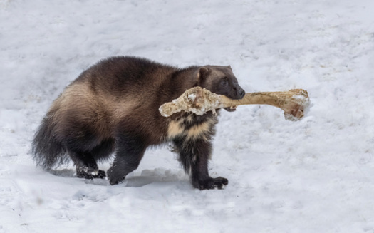 Wolverine fur is remarkably waterproof, which helps keep the animal warm in deep snow. (Adobe Stock)