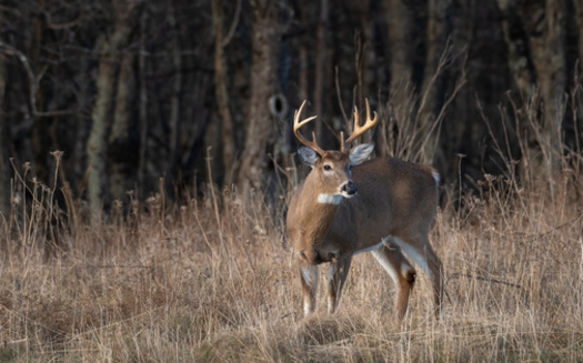 A team of experts is planning for a potential spillover of chronic wasting disease from deer to humans. They're focusing on public health surveillance, lab capacity, prion disease diagnostics, surveillance of livestock and wildlife, and education and outreach. (Adobe Stock)
