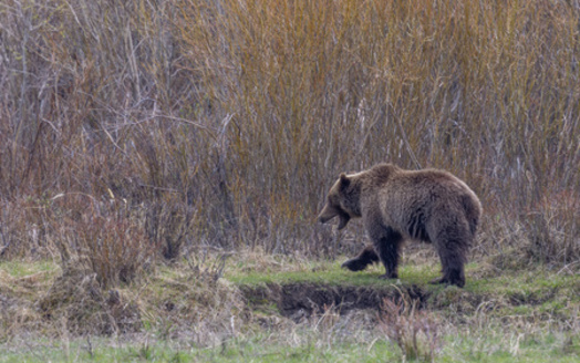 The grizzly bear population has made great strides in the region near Yellowstone National Park. (natureguy/Adobe Stock)