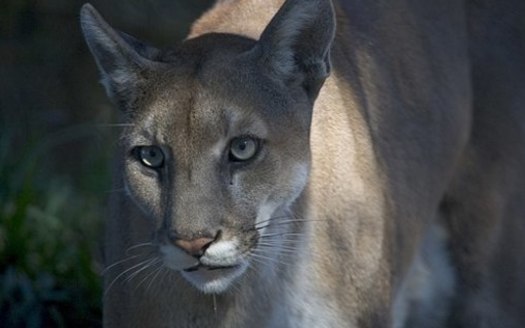 The Florida panther is the only mountain lion subspecies remaining in the eastern United States. (Everglades NPS)