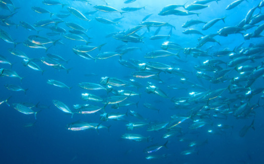 The Atlantic herring is one of the most important fishery resources in Maine, supplying the primary bait used in its iconic lobster industry. It is also an important forage species for seabirds, marine mammals and a variety of larger fish species, according to the Maine Department of Marine Resources. (Adobe Stock)<br />