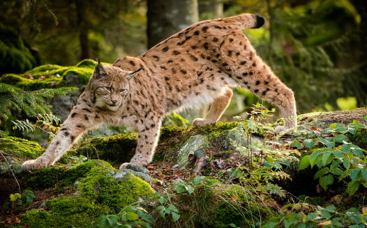 Environmental advocates contend a logging project bordering Montana's Anaconda-Pintler Wilderness Area threatens habitat for the lynx, which is listed as threatened under the Endangered Species Act. (Adobe Stock) 