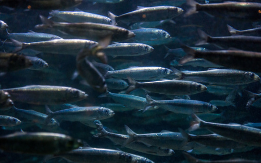 Atlantic herring serve as valuable bait for fishermen and lobstermen in Massachusetts, making them  vital to the health of the state's blue economy, which grew 38% between 2009 and 2019. (Adobe Stock) 