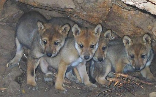 Mexican gray wolf pups born to captive parents have been successfully introduced to wild wolf packs in an effort to improve genetic diversity. (WildCaliforniaWolfCenter)