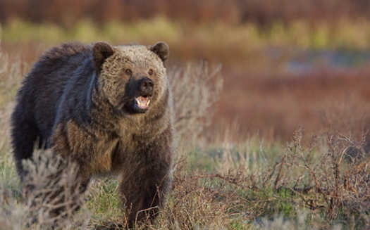 There are about 200 grizzly bears in Idaho. (tomreichner/Adobe Stock)