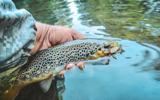 A Theodore Roosevelt Conservation Partnership survey found 92% of Pennsylvania sportsmen and women support designating streams for protections when they meet the right criteria. (Adobe Stock)
