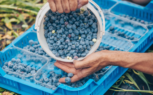 About one-quarter of Maine farmworkers live in poverty, and they are roughly 4.5 times as likely to live below the poverty line as other workers in the state, according to the Maine Center for Economic Policy. (Adobe Stock)
