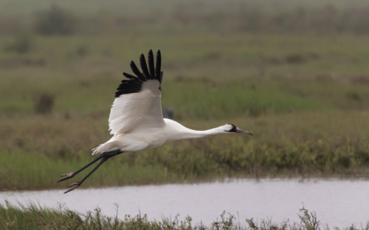 While they remain listed as endangered, federal officials say the whooping crane's recovery from the brink of extinction is one of the most notable success stories under the Endangered Species Act. (Adobe Stock)