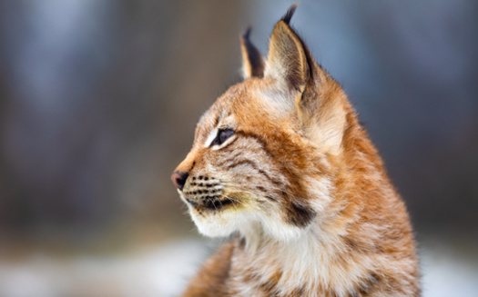 The bobcat was recognized as an endangered species in Indiana until 2005. (Adobe stock)
